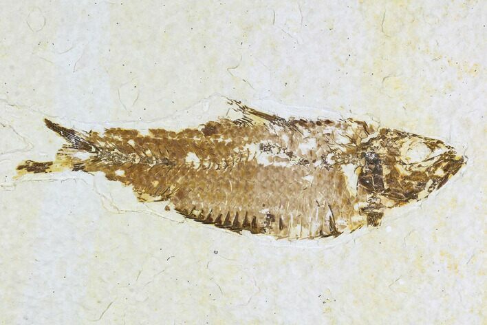 Fossil Fish Plate (Knightia) - Wyoming #108282